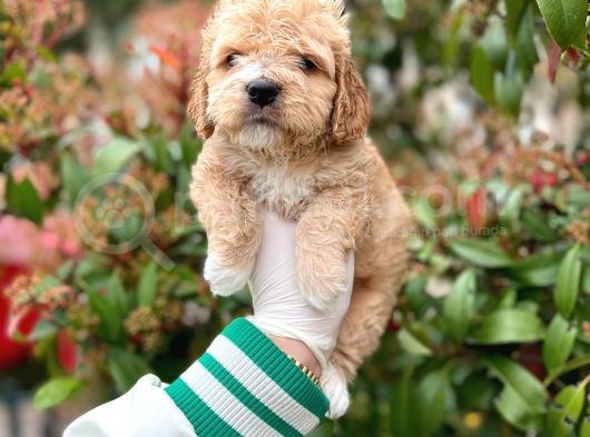 Show Kali̇te Toy Poodle Bebekleri̇m görsel