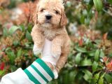 Show Kali̇te Toy Poodle Bebekleri̇m