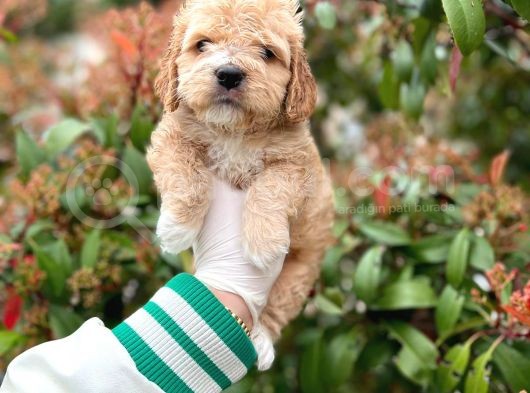 Show Kali̇te Toy Poodle Bebekleri̇m görsel