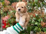 SHOW KALİTE TOY POODLE BEBEKLERİM