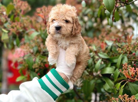 Show Kali̇te Toy Poodle Bebekleri̇m