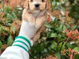 Show Kali̇te Toy Poodle Bebekleri̇m