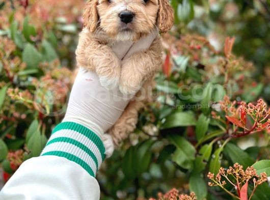 Show Kali̇te Toy Poodle Bebekleri̇m görsel