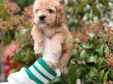 Show Kali̇te Toy Poodle Bebekleri̇m