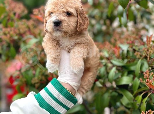 Show Kali̇te Toy Poodle Bebekleri̇m görsel