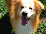 Border Collie Yavrular