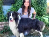 Border Collie Yavrular