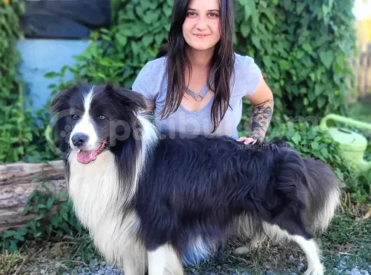 Border Collie Yavrular görsel