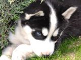 Sibirya Kurdu Husky Yavrularımız