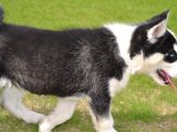 Sibirya Kurdu Husky Yavrularımız