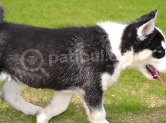Sibirya Kurdu Husky Yavrularımız görsel