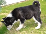 Sibirya Kurdu Husky Yavrularımız