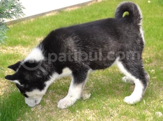Sibirya Kurdu Husky Yavrularımız görsel