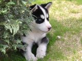 Sibirya Kurdu Husky Yavrularımız
