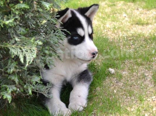 Sibirya Kurdu Husky Yavrularımız görsel