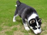 Sibirya Kurdu Husky Yavrularımız