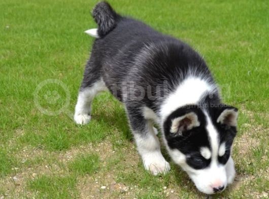 Sibirya Kurdu Husky Yavrularımız görsel