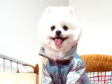 Pomeranian Boo