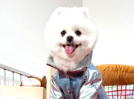 Pomeranian Boo görsel