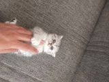 Oyuncu Dişi British Shorthair