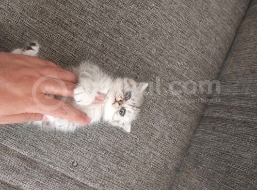 Oyuncu Dişi British Shorthair görsel