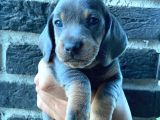 Sosis Köpek 2 Aylık Erkek Dişi