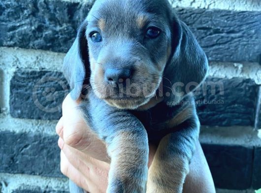 Sosis Köpek 2 Aylık Erkek Dişi