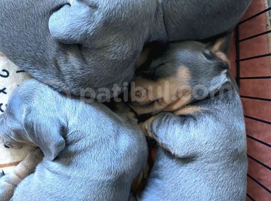 Sosis Köpek 2 Aylık Erkek Dişi görsel