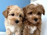 Baby Face Malti̇poo Yavrulari