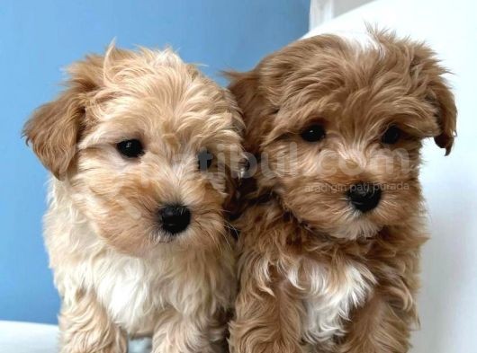 Baby Face Malti̇poo Yavrulari görsel