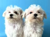 Lekesi̇z Maltese Terri̇er Yavrulari