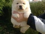 Chow Chow Çin Aslanı Yavrularımız