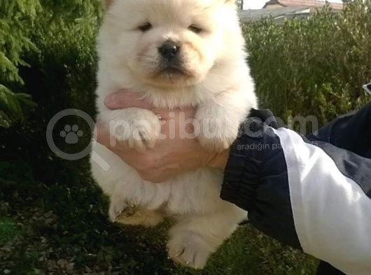Chow Chow Çin Aslanı Yavrularımız görsel