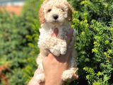 Üst Kali̇te Kore Kani Toy Poodle Yavrulari̇mi̇z