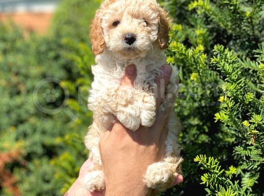 Üst Kali̇te Kore Kani Toy Poodle Yavrulari̇mi̇z görsel