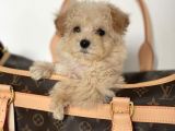 GÜZELLER GÜZELİ MALTİPOO YAVRULARI