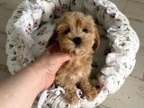 Red Safkan Malti̇poo Yavrulari