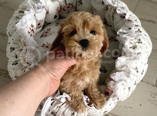 Red Safkan Malti̇poo Yavrulari görsel