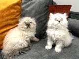 British Longhair Yavrular