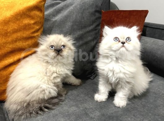 British Longhair Yavrular görsel