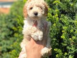 Üst Kali̇te Kore Kani Toy Poodle Yavrulari̇mi̇z