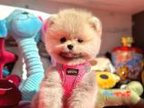 Ayıcık Surat Boo Pomeranian Yavrular