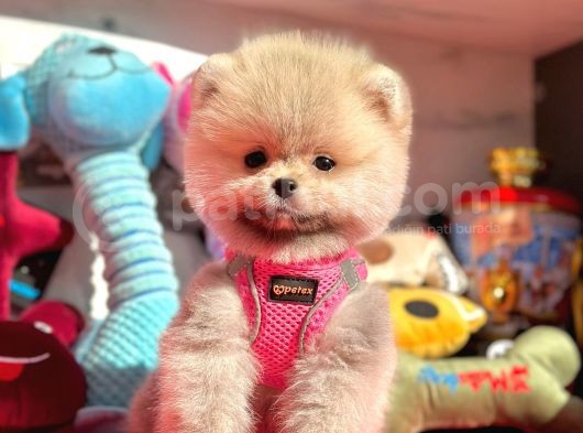 Ayıcık Surat Boo Pomeranian Yavrular görsel
