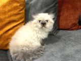 British Longhair Chocolate Point