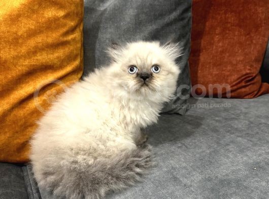 British Longhair Chocolate Point görsel