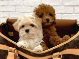 Güzeller Güzeli̇ Malti̇poo Yavrulari