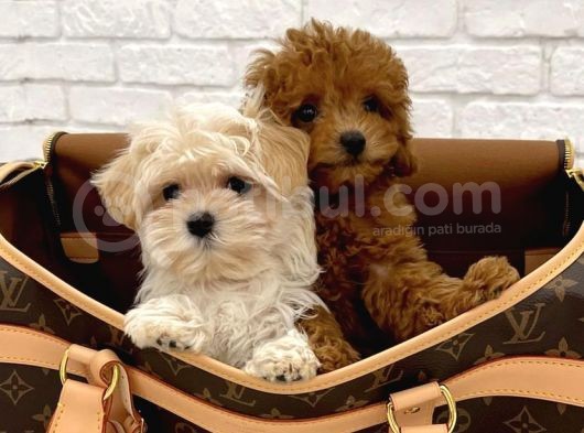 Güzeller Güzeli̇ Malti̇poo Yavrulari görsel