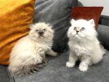 British Longhair Yavrular