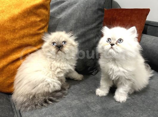 British Longhair Yavrular görsel