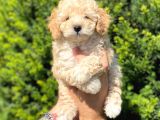 Dünya Tatlisi Toy Poodle Yavrularimiz